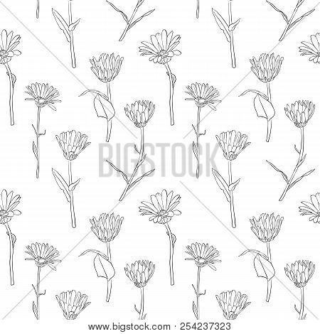 Vectorseamless Pattern With Drawing Calendula Flowers, Floral Ornament, Hand Drawn Botanical Illustr