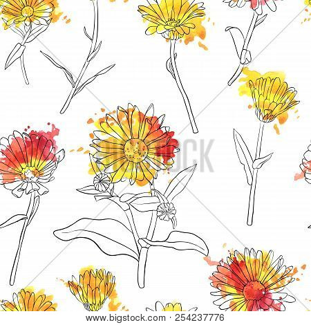 Vector Set Of Drawing Calendula Flowers And Paint Stains, Floral Elements, Hand Drawn Botanical Illu