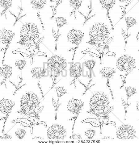 Vectorseamless Pattern With Drawing Calendula Flowers, Floral Ornament, Hand Drawn Illustration