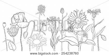 Vector Drawing Wild Flowers, Poppies, Daisies And Cornflowers, Floral Composition, Hand Drawn Illust