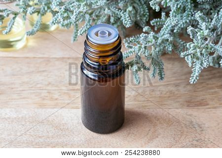 A Bottle Of Essential Oil With Fresh Santolina Chamaecyparissus Plant