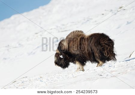 Impressive Male Musk Ox Standing In Snow In The Mountains Of Dovrefjell, Norway. Animals In Winter.
