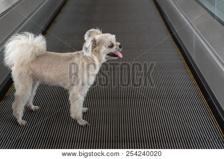 Dog Travel On Travolator For Journey At Station