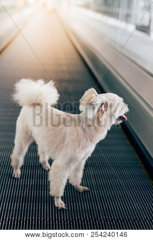 Dog Travel On Travolator For Journey At Station