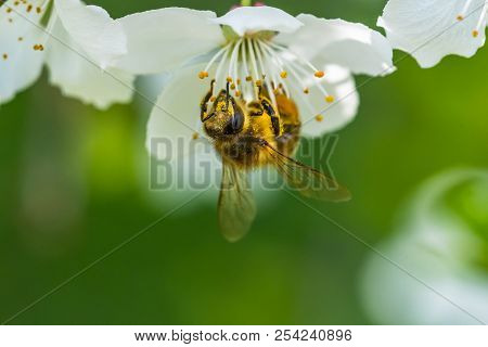 Small Yellow Bee Pollinating A White Spring Blossom Of A Cherry. Nice Macro Shot With A Blurred Gree