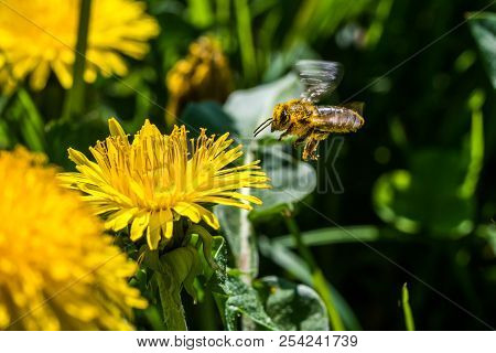 Small Yellow Bee Pollinating A White Spring Blossom. Caught In A Flight. Nice Macro Shot With A Blur
