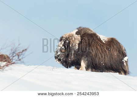 Close-up Of A Male Musk Ox In Snow. Winter In Norway.