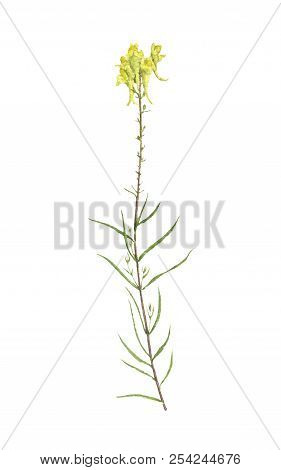 Watercolor Drawing Plant Of Yellow Toadflax, Linaria Vulgaris, Painted Botanical Illustration, Hand 