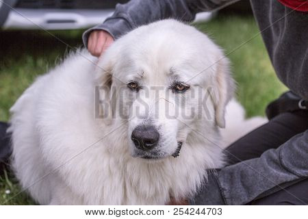 Portrait Of Pyrenean Mountain Dog Living In Belgium