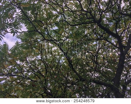 Tree Branches Against The Sky, Many Intertwined Tree Branches Against The Sky