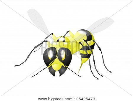 WASP