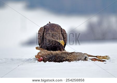 Adult White-tailed Eagle In Flight. Blue Sky Background. Scientific Name: Haliaeetus Albicilla, Also
