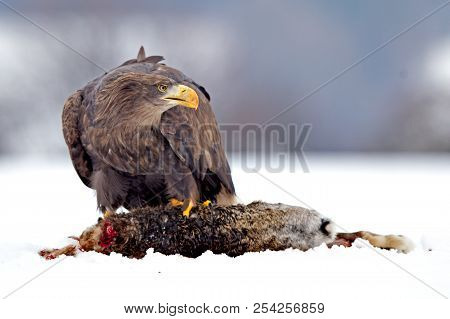 Adult White-tailed Eagle In Flight. Blue Sky Background. Scientific Name: Haliaeetus Albicilla, Also