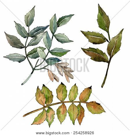Green Ash Leaves. Leaf Plant Botanical Garden Floral Foliage. Isolated Illustration Element.