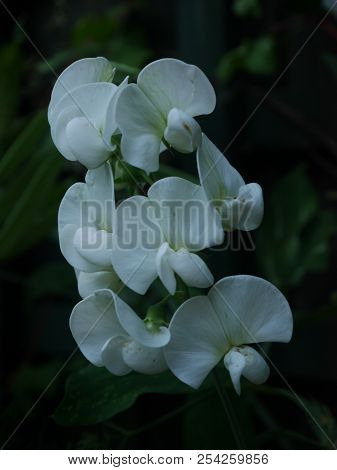 Close Up Of White Everlasting Sweet Pea Flowers With Green Foliage Behind