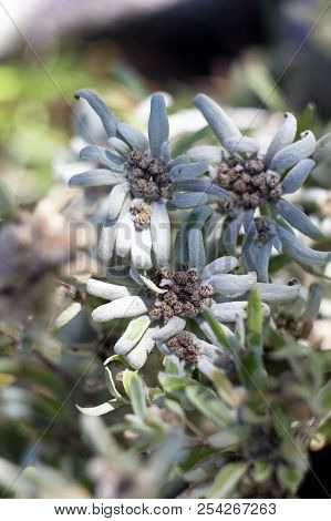The Alpine Squid, Alpine, Is Also One Of The Most Famous Mountain Flowers. The German Name Edelweiß 