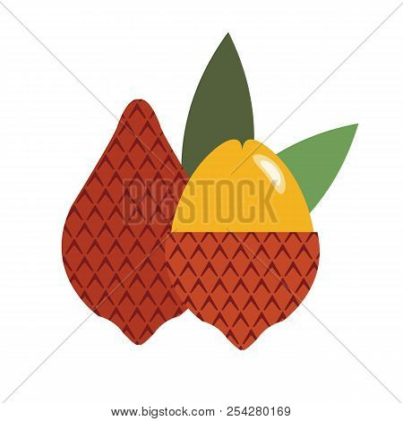 Healthy Organic Salak, Colorful Tropical Nature Fresh Fruit Objects.