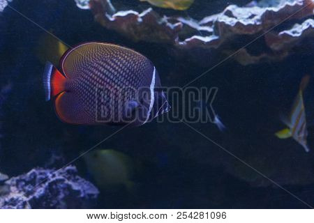 The Red-tailed Butterflyfish Or Redtail Butterflyfish ,chaetodon Collare Swimming Inside Aquarium .