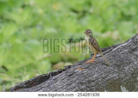 White Browed Prinia Bird Of Thailand Beautiful