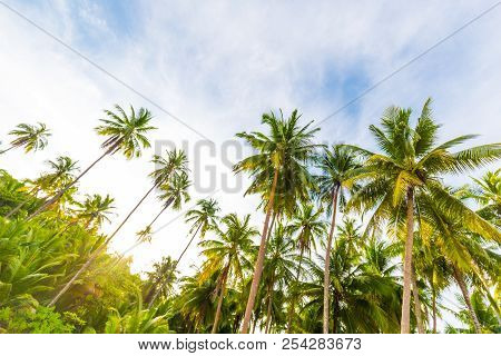 Paradise Idyllic Sea Beach With Coconut Palm Tree