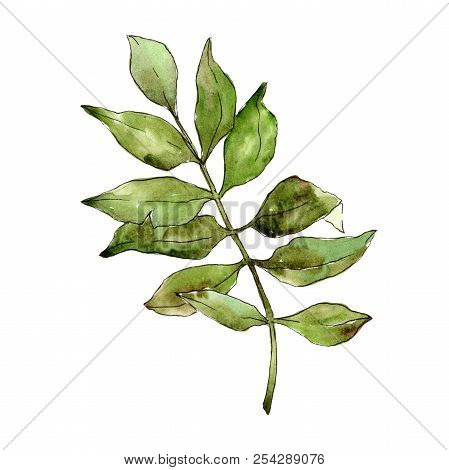 Green Ash Leaves. Leaf Plant Botanical Garden Floral Foliage. Isolated Illustration Element.