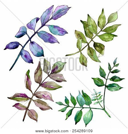 Green Ash Leaves. Leaf Plant Botanical Garden Floral Foliage. Isolated Illustration Element.