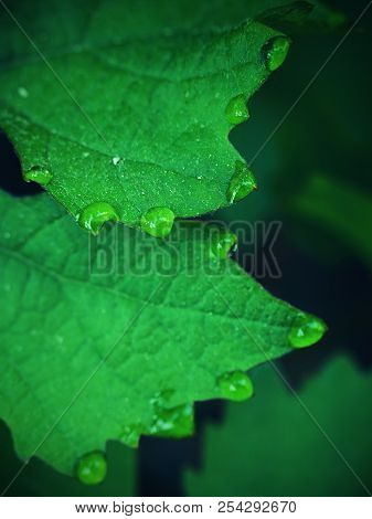Young Green Grape Vine Branch During Spring. Detailed Young Grape Vine Leaf