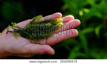 Oval Sea Grapes Seaweed/green Caviar/caulerpa Lentillifera. Space For Texts. Focus On Some In Hand.