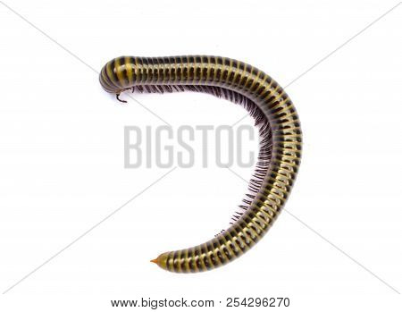 Millipede, Myriapoda, Spirostreptus Giganteus, In Front Of White Background.