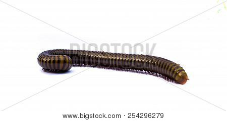 Millipede, Myriapoda, Spirostreptus Giganteus, In Front Of White Background