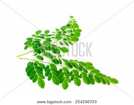 Moringa Leaves, Kelor Isolated On White Background.