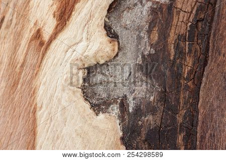 The Area Of The Tree With No Bark Showing Colorful Shades Of Wood, Irregular Shapes, The Beginning O