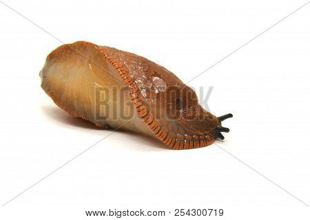 Arion Rufus, The Red Slug Or Chocolate Arion Isolated On White