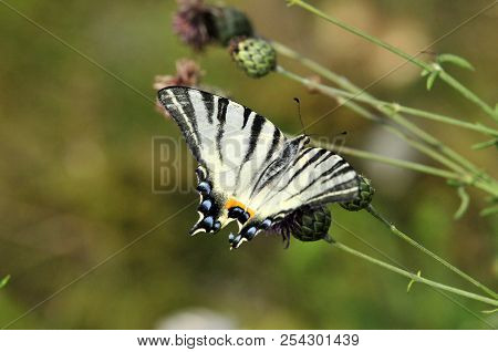 The Scarce Swallowtail It Is Also Called Sail Swallowtail Or Pear-tree Swallowtail.podalirius (latin