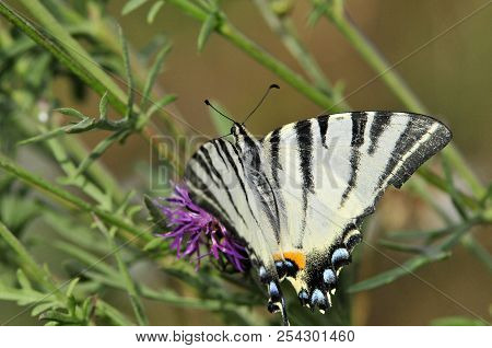 The Scarce Swallowtail It Is Also Called Sail Swallowtail Or Pear-tree Swallowtail.podalirius (latin