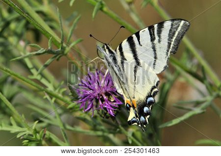 The Scarce Swallowtail It Is Also Called Sail Swallowtail Or Pear-tree Swallowtail.podalirius (latin