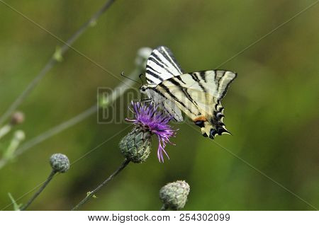 The Scarce Swallowtail It Is Also Called Sail Swallowtail Or Pear-tree Swallowtail.podalirius (latin
