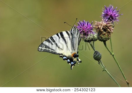 The Scarce Swallowtail It Is Also Called Sail Swallowtail Or Pear-tree Swallowtail.podalirius (latin