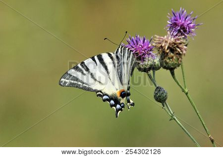 The Scarce Swallowtail It Is Also Called Sail Swallowtail Or Pear-tree Swallowtail.podalirius (latin