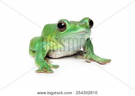 Close-up Of Green Frog On White Background