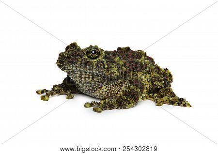 Mossy Frog Posing On A White Background