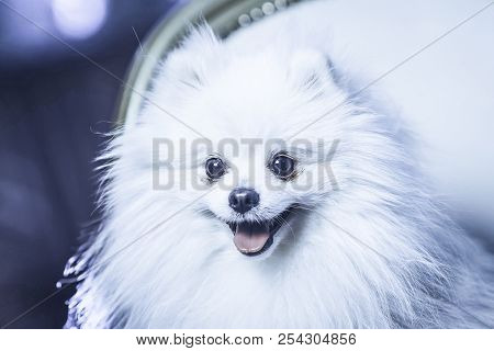 A Cute Pomeranian Dog Lounging On A Leather Armchair In The Beauty Salon For Dogs. Tomed Image. Spit