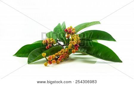 Thai Blueberry Fresh Isolated On White Background