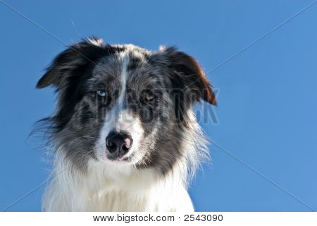 Bordercollie
