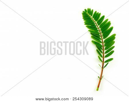 Agasta, Sesban, Vegetable Humming Bird Isolated On A White Background
