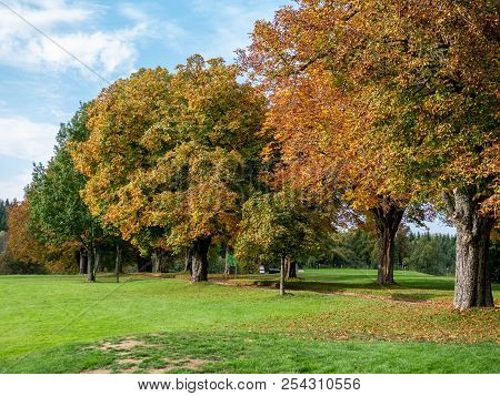 Trees With Colored Autumn Leaves On The Countyside. Alley