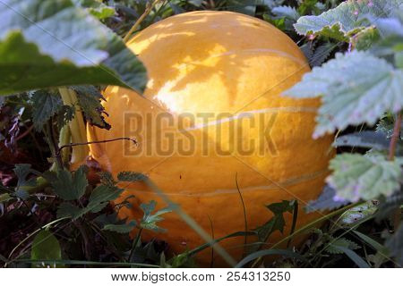 Beautiful Big Orange Pumpkin In Garden Among Green Leaves