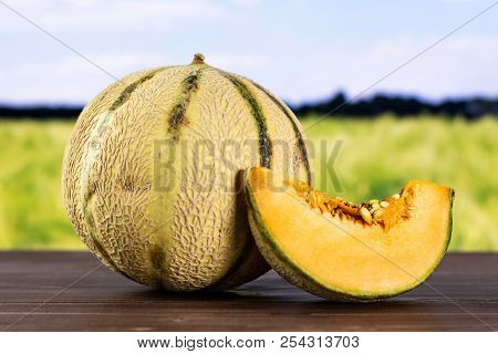 Group Of One Whole One Slice Of Fresh Melon Cantaloupe Variety With Green Wheat Field In Background