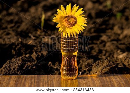 Sunflower Oil In Bottle On Wooden Table With Ground Background. Photo With Copy Space Area For Text