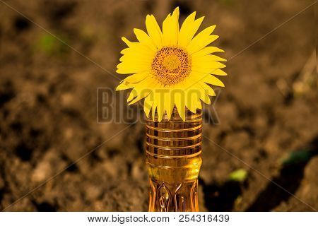 Sunflower Oil In Bottle On Wooden Table With Ground Background. Photo With Copy Space Area For Text